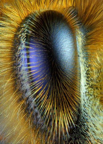 honeybee_eye